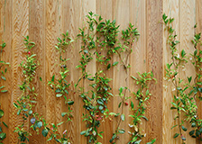 Western Red Cedar Cladding